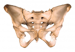 FISIOTERAPIA UROGINECOLOGICA